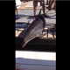 Image for article titled Jesus Christ, a Dolphin Landed on a Woman and Broke Her Ankles